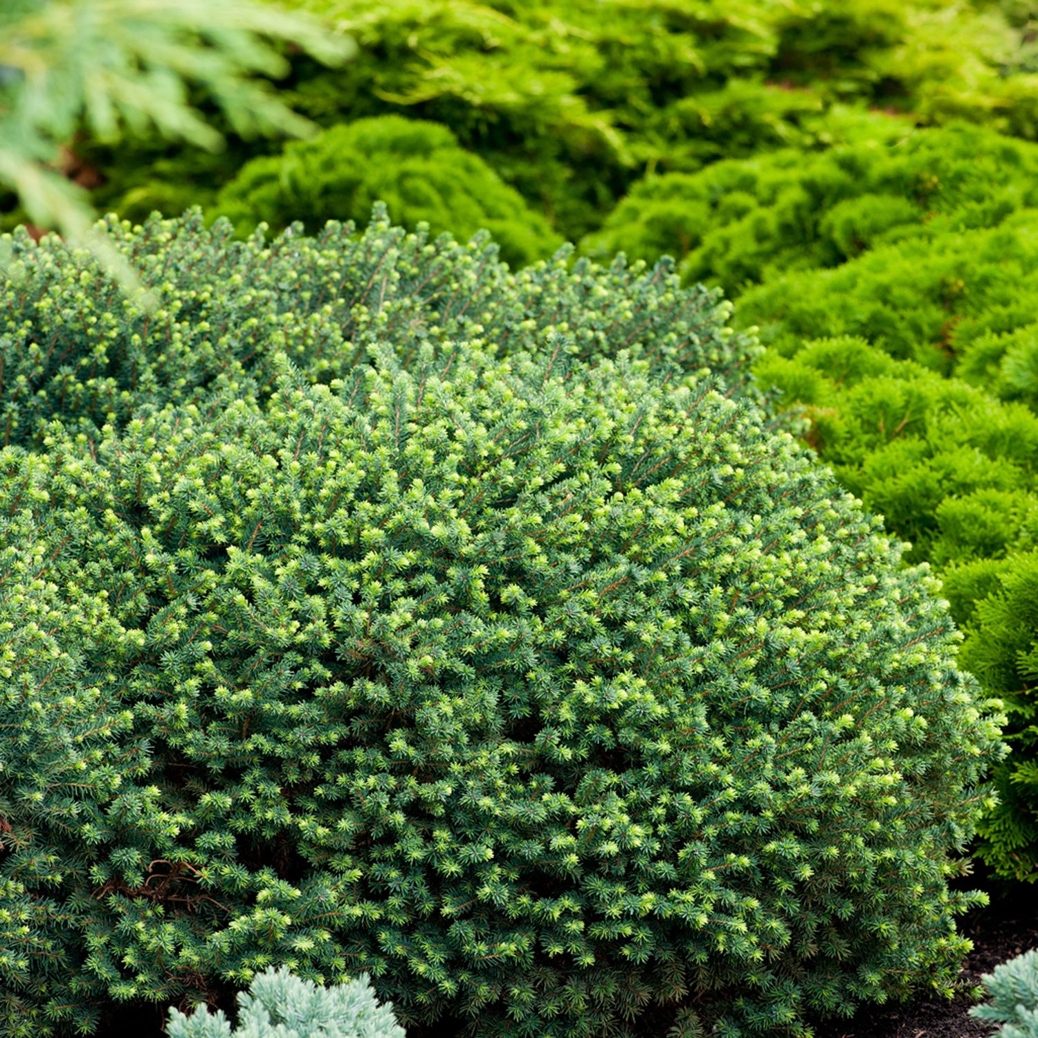 Picea omorika 'Karel'